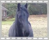 latest nvidia graphics card 6200 512mb zotac update