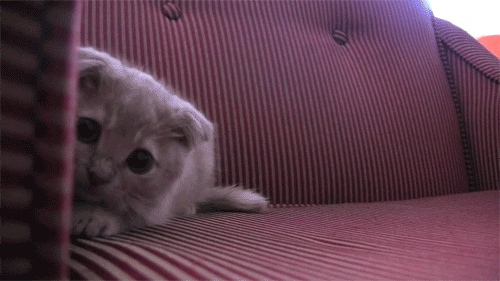 scared_kitten.gif image by Cyrus13Cross
