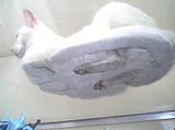 hover-kitty.jpg image by Qualynore
